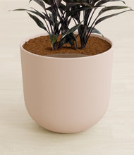 Load image into Gallery viewer, Sandy Pink stand:all