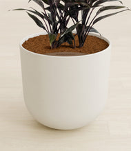 Load image into Gallery viewer, Natural Bamboo stand:all