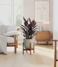 Load image into Gallery viewer, Sage Green stand:walnut