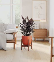 Load image into Gallery viewer, Earth Red stand:walnut