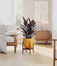 Load image into Gallery viewer, Sunset Orange stand:walnut