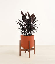 Load image into Gallery viewer, Earth Red stand:walnut