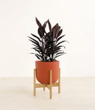 Load image into Gallery viewer, Earth Red stand:bamboo