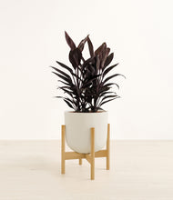 Load image into Gallery viewer, Natural Bamboo stand:bamboo