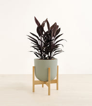 Load image into Gallery viewer, Sage Green stand:bamboo