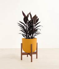 Load image into Gallery viewer, Sunset Orange stand:walnut