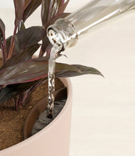 Load image into Gallery viewer, Sandy Pink stand:all