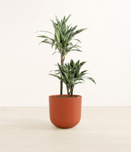 Load image into Gallery viewer, Earth Red*****Profile
