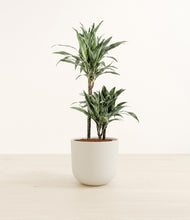 Load image into Gallery viewer, Natural Bamboo*****Profile