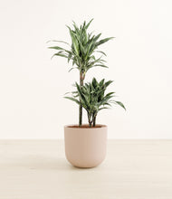 Load image into Gallery viewer, Sandy Pink*****Profile