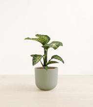 Load image into Gallery viewer, Sage Green*****Profile