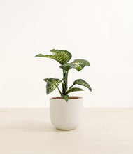 Load image into Gallery viewer, Natural Bamboo*****Profile