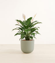 Load image into Gallery viewer, Sage Green*****Profile