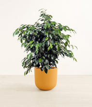 Charger l'image dans la galerie, Sunset Orange*****Profile
