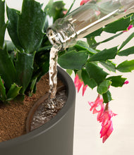 Load image into Gallery viewer, -