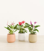 Load image into Gallery viewer, Sandy