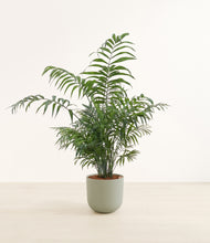 Lade das Bild in den Galerie-Viewer, Sage Green*****Profile