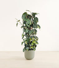 Load image into Gallery viewer, Sage Green*****Profile