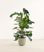 Lade das Bild in den Galerie-Viewer, Sage Green*****Profile