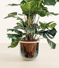 Lade das Bild in den Galerie-Viewer, Natural Bamboo stand:all