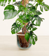 Charger l'image dans la galerie, Natural Bamboo stand:all
