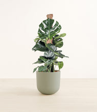 Lade das Bild in den Galerie-Viewer, Sage Green*****Profile