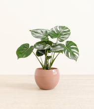Lade das Bild in den Galerie-Viewer, Calm Rose*****Profile