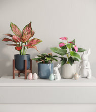 Load image into Gallery viewer, Pebble Shore stand:one_stand