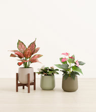 Load image into Gallery viewer, Earthy stand:one_stand