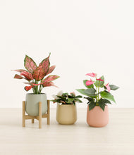 Load image into Gallery viewer, Lily Pad stand:one_stand