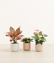 Load image into Gallery viewer, Peach Blossom*****Profile