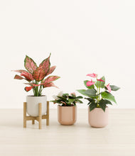 Load image into Gallery viewer, Peach Blossom stand:one_stand