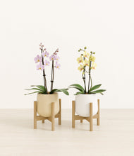 Load image into Gallery viewer, Buttercream stand:two_stands