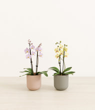 Load image into Gallery viewer, Muted Bloom*****Profile