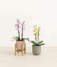 Load image into Gallery viewer, Muted Bloom stand:one_stand