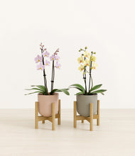 Load image into Gallery viewer, Muted Bloom stand:two_stands