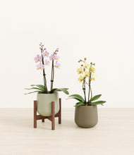 Load image into Gallery viewer, Woodland Hues stand:one_stand