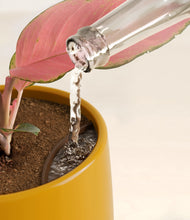 Load image into Gallery viewer, Mustard stand:all