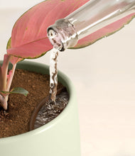 Load image into Gallery viewer, Turquoise stand:all