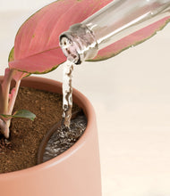 Load image into Gallery viewer, Calm Rose stand:all