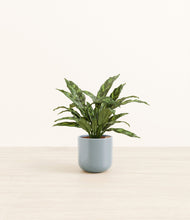 Load image into Gallery viewer, Misty Blue*****Profile