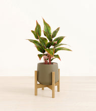Load image into Gallery viewer, Olive stand:bamboo