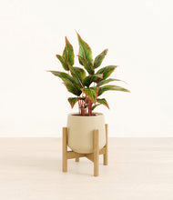 Load image into Gallery viewer, Almond Green stand:bamboo