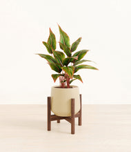Load image into Gallery viewer, Almond Green stand:walnut