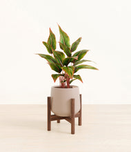 Load image into Gallery viewer, Eternal Gray stand:walnut
