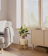 Load image into Gallery viewer, Almond Green stand:bamboo