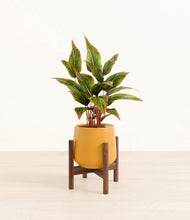 Load image into Gallery viewer, Mustard stand:walnut