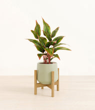 Load image into Gallery viewer, Turquoise stand:bamboo