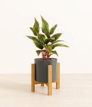 Load image into Gallery viewer, Dark Olive stand:light