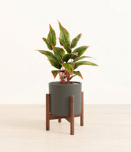 Load image into Gallery viewer, Dark Olive stand:walnut